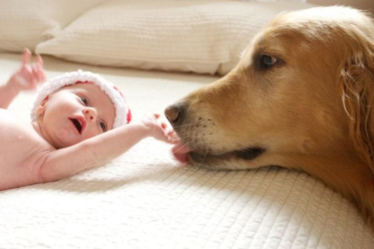 Best Toys for Newfoundland Puppy: Essential Durable and Healthy Choices