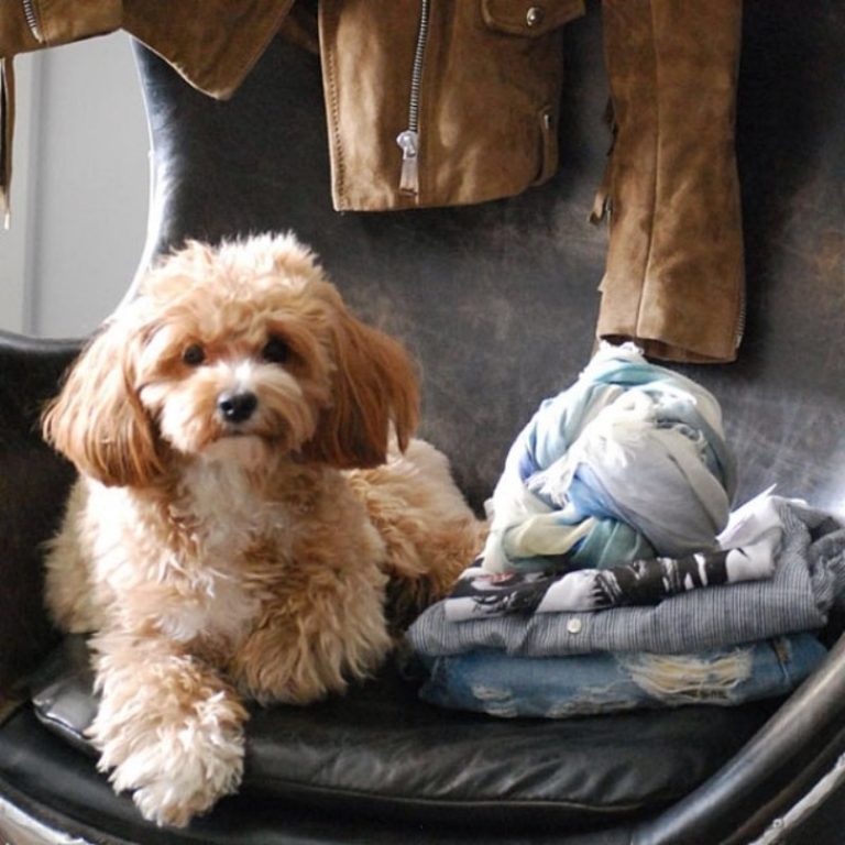 Puppy Toys at Petsmart: Perfect, Durable Toys with Unique Features for Sure!