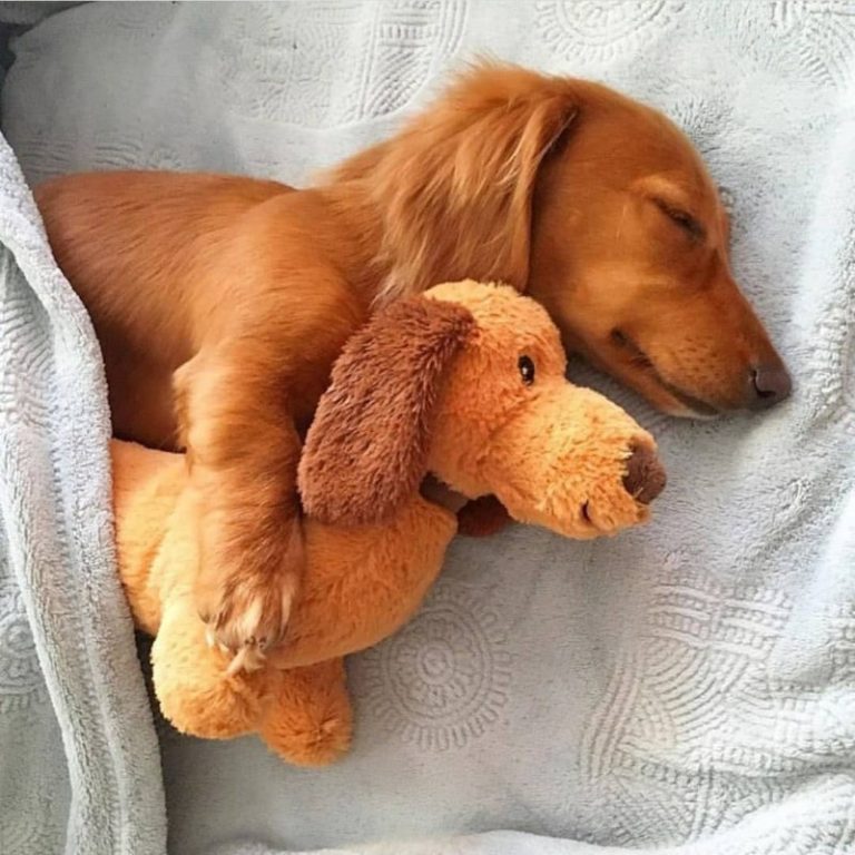 Top Tips for Choosing the Perfect New Toys for Your New Puppy: Essential, Durable, and Important