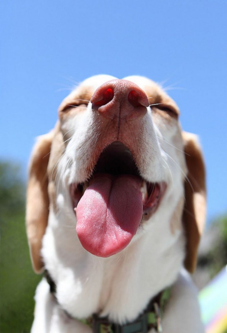 Puppy Toys to Keep Them Busy: Durable, Healthy, and Important for Playtime