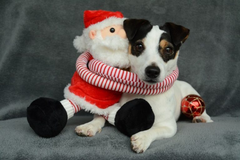 Perfect Features of Realistic Puppy Toys: The Ultimate Toy Guide