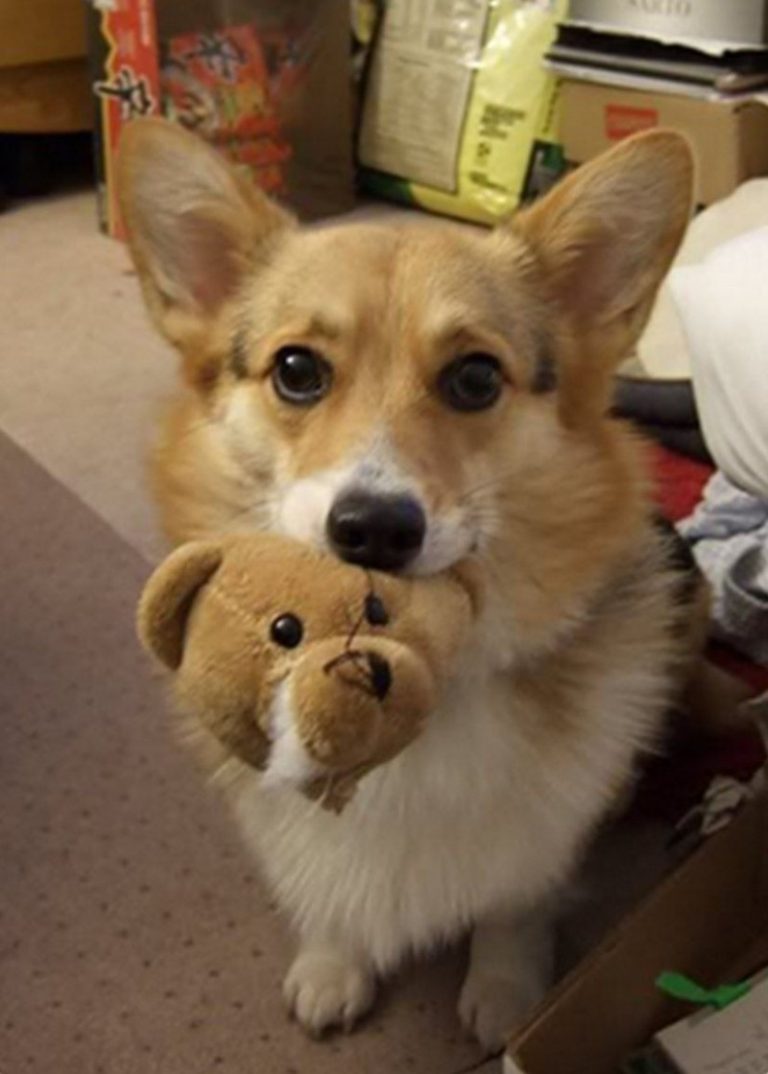 My Puppy’s Home Toy: Features, Durable & Engaging Toy for Playtime